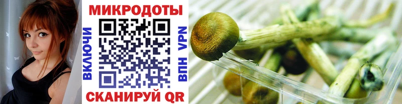 kraken как зайти  Холм  Псилоцибиновые грибы Psilocybine cubensis 